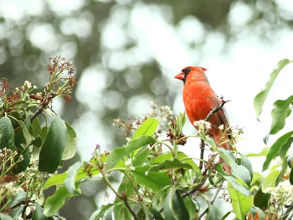 Lectio Divina: John 1:35-37