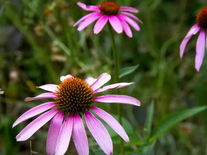 Lectio Divina: John 2:1-10 (Miracle, Water To Wine)