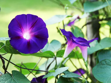 Lectio Divina: John 3:16-17