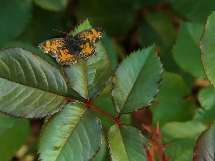 Lectio Divina, Luke 13:6-9