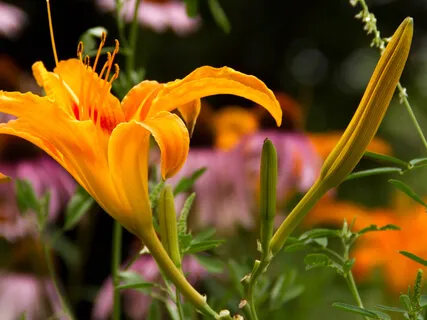 Lectio Divina: Luke 5:4b-11