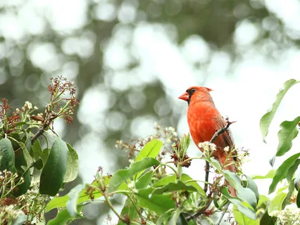 Lectio Divina, Luke 6:20-26