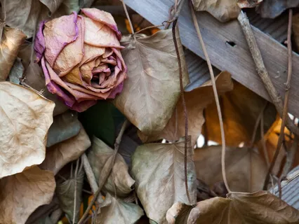 Lectio Divina, Luke 6:27-34