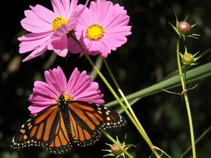 Lectio Divina, Luke 9:38-43a