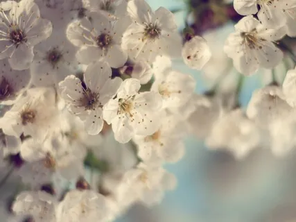 Lectio Divina: Matthew 11:28-30 (Weary)