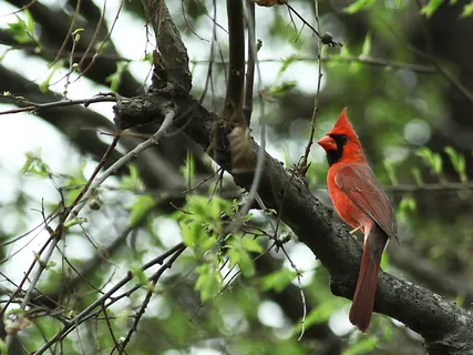 Lectio Divina: Matthew 5:1-12a (Blessed)