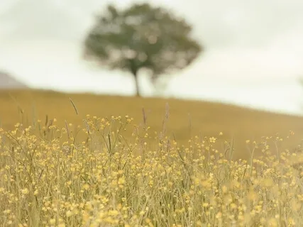 Lectio Divina - Matthew 5:14-16 (Light)