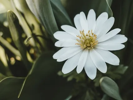 Lectio Divina: Matthew 6:9-13 (Lord's Prayer)