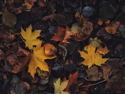 Lectio Divina: Psalm 139:1-6