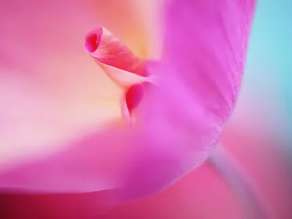 Lectio Divina: Psalm 18:1-3A