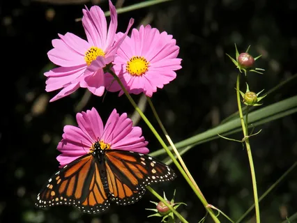 Lectio Divina: Psalm 27:1 (Fear)