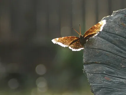 Lectio Divina: Psalm 46:1-4 (Fear)