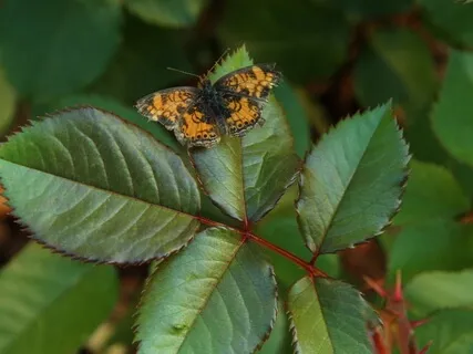 Lectio Divina: Psalm 65:9-13