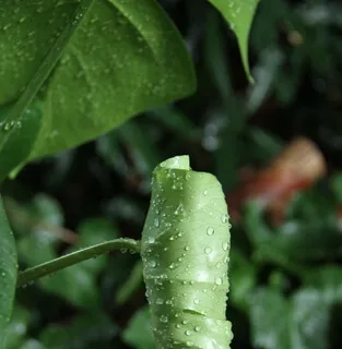 Lectio Divina: Psalm 67