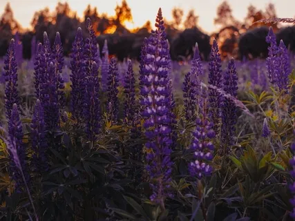 Lectio Divina: Psalm 73:26 (Strength)