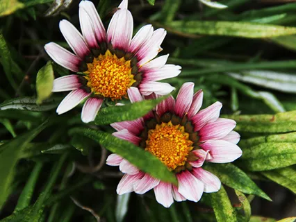 Lectio Divina: Psalm 86:11-13