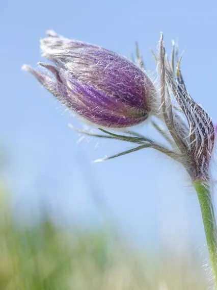 Lectio Divina: Psalm 89:1-2