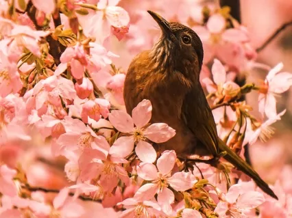 Lectio Divina: Romans 8:15