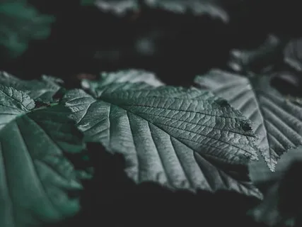 Lectio Divina: Romans 8:22-24