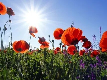 Lectio Divina – Spiritual Reading John 10:30