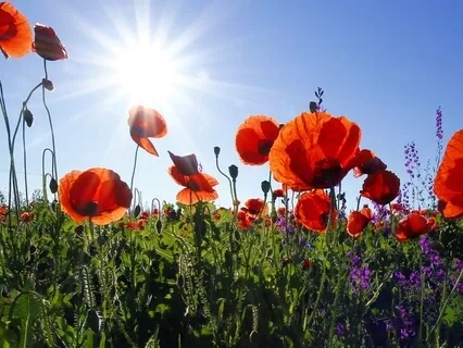 Spiritual Reading Psalm 16:8