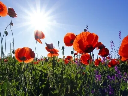 Spiritual Reading Psalm 20:4