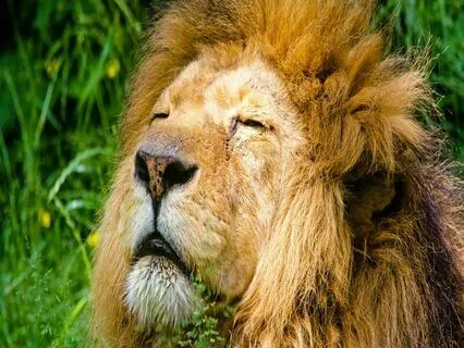 Lectio Divina: The Gospel Of Thomas, Logion Seven