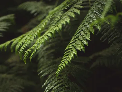 Ledd healing för återställning av kroppen