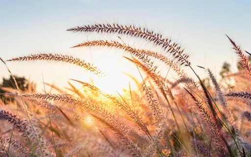 Leendemeditation - mindfulness mikropaus