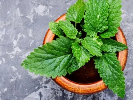 Lemon Balm Meditation: Be Present & Release Anxiety
