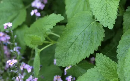 Lemon Balm