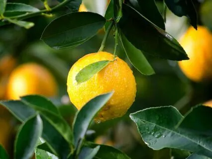 Lemon Tree Sleep Meditation