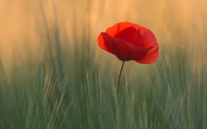 Lempeä kehoskannaus