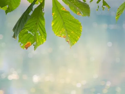 Lemurian Crystal Healing 432Hz: Forest and Rain