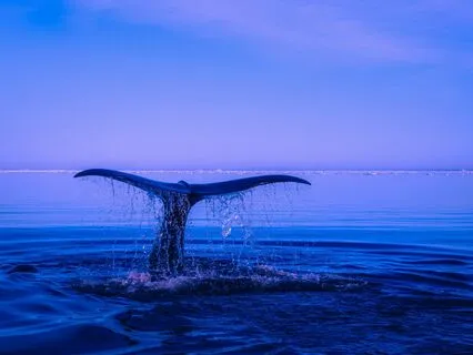 Lemurian Crystal Healing 432Hz: Underwater and Whales