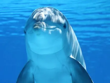 Lemurian Crystal Healing: Underwater feat. Dolphins 432Hz