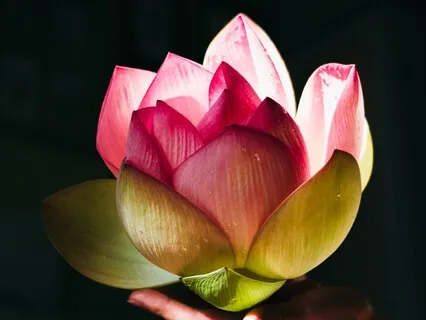 Lemurian Root Chakra Healing