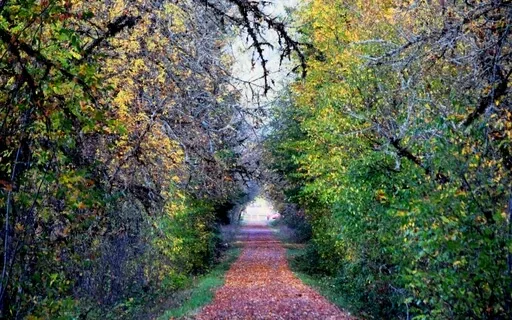 Lent Week 1: Around Ash Wednesday