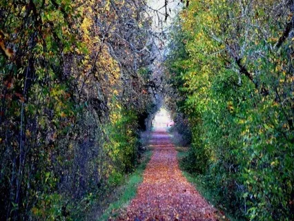 Lent Week 6 Around Palm Sunday