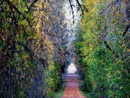 Lent Week 7 Around Good Friday