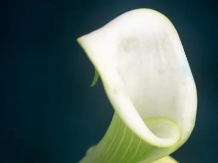 Leo Full Moon Heart Healing | No Music