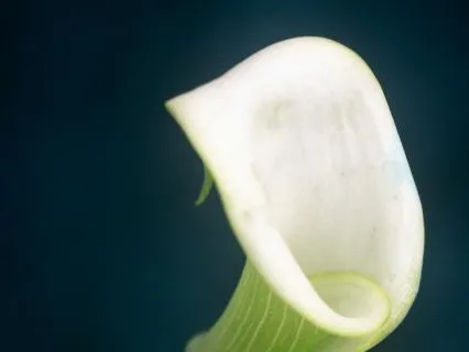 Leo Full Moon Heart Healing