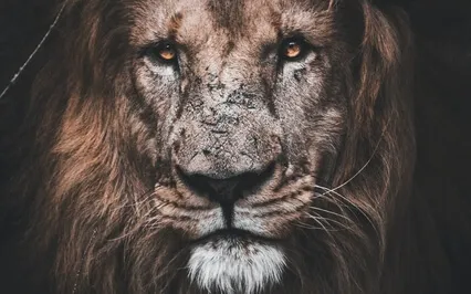 Leo Full Moon Meditation - February 2022