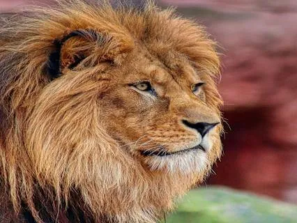 Leo Lightbody Ritual | The Radiance That Needs No Stage