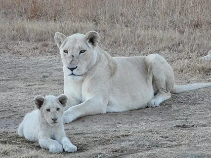 Leo New Moon, Lion's Gate, White Lions From Sirius
