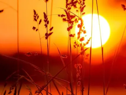 Leo Season: Morning Practice Confidence & Creative Energy