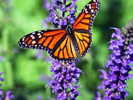 Lessons From A Butterfly