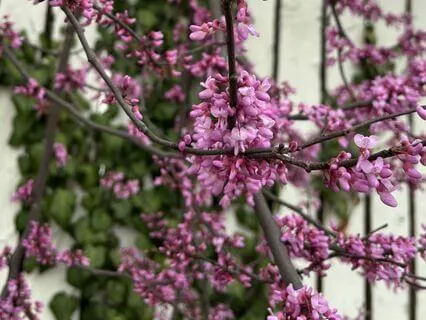 Lessons From A Deadbud Tree