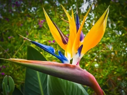 Lessons from A Tropical Plant