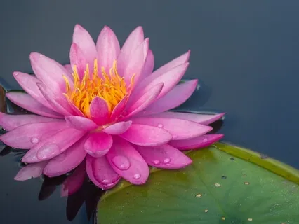 Lessons From The Lotus Flower